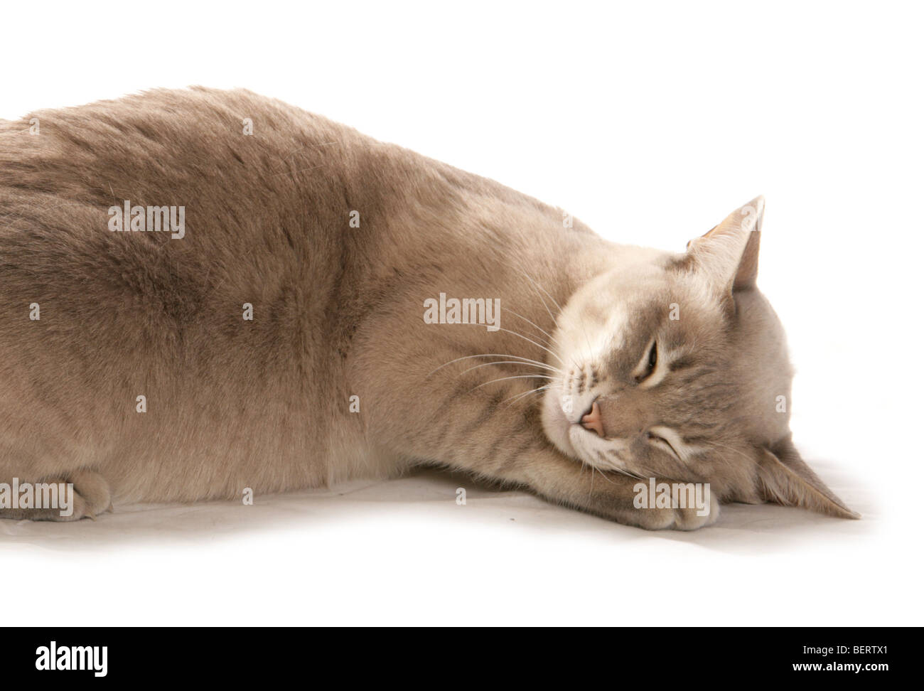 Tonkinese Katze schläft Porträt Studio Ausschnitt Stockfoto