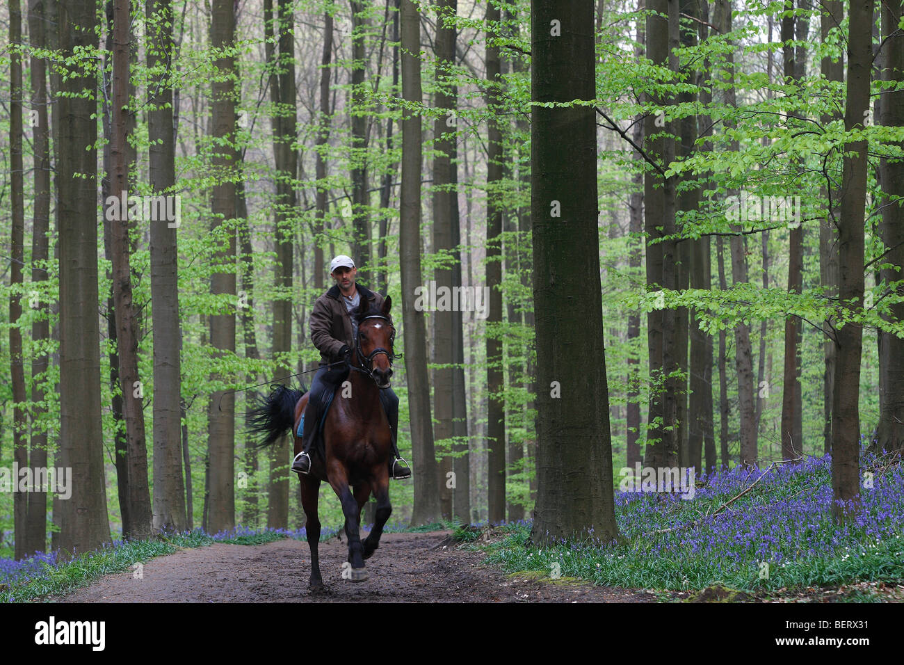 Jockey unter Glockenblumen (Endymion Nonscriptus) in Buchenwald, Hallerbos, Belgien Stockfoto