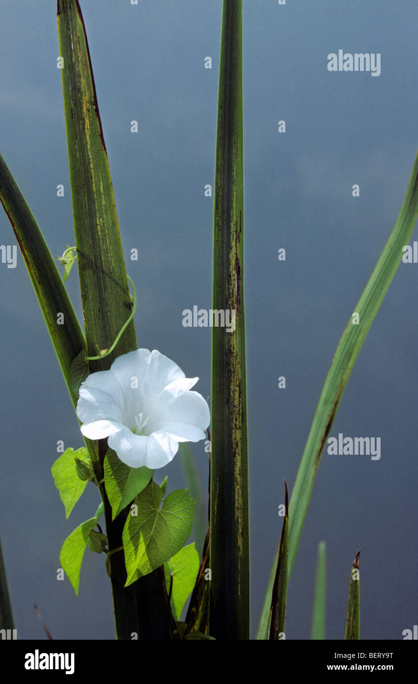 Größere Ackerwinde / Absicherung Ackerwinde / Signalhorn Rebe (Calystegia Sepium / Convolvulus Sepium) in Blüte Stockfoto