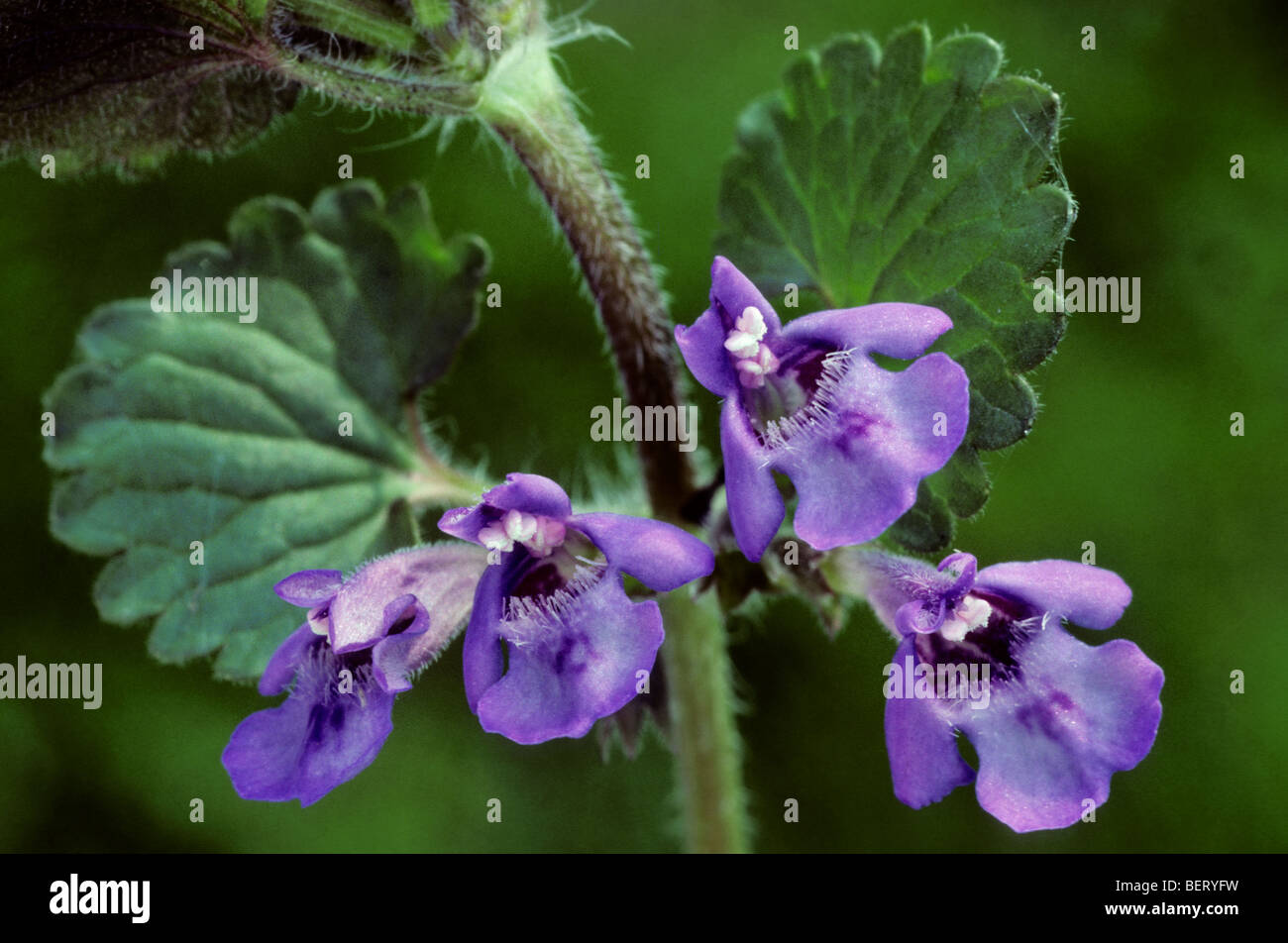 Ground Ivy Schleichende Charlie Blüte Glechoma Hederacea In Blüte