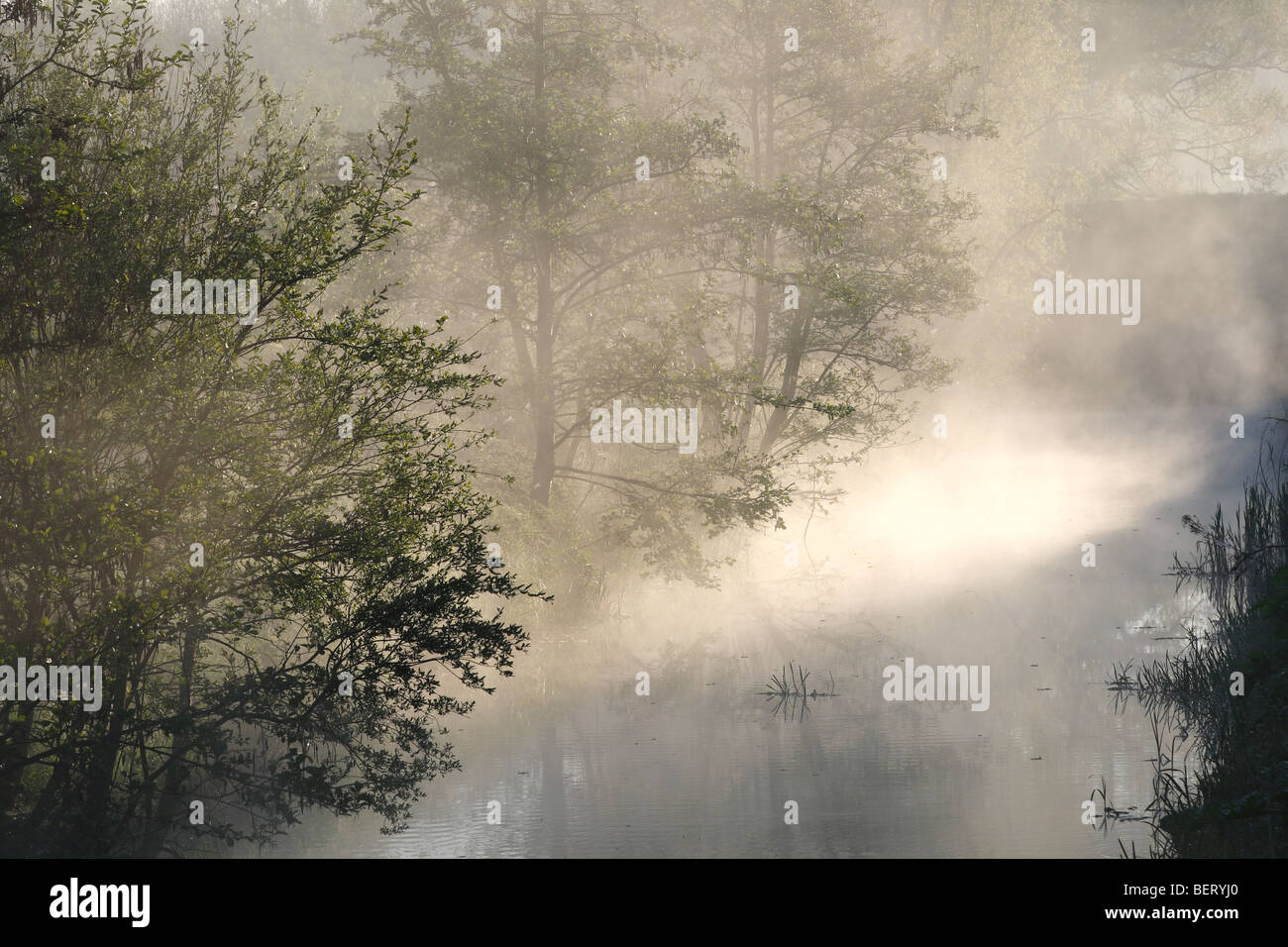 Sonnenstrahlen durchscheinen Bäume entlang bedeckt im Nebel, Belgien Stockfoto