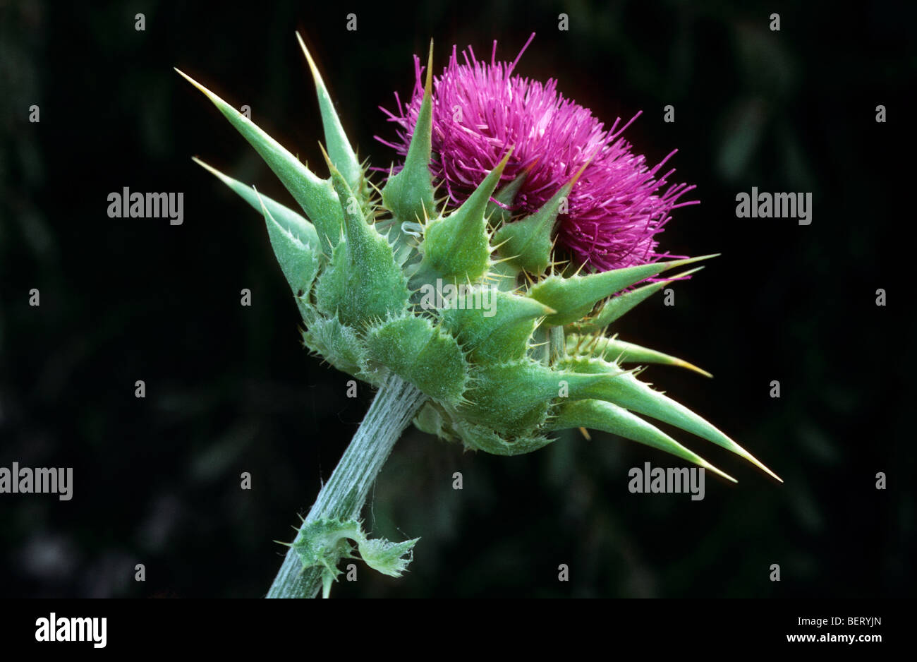 Selige / mediterrane Mariendistel / bunte Distel / Mary Thistle (Silybum Marianum / Blütenstandsboden Marianus) in Blüte Stockfoto