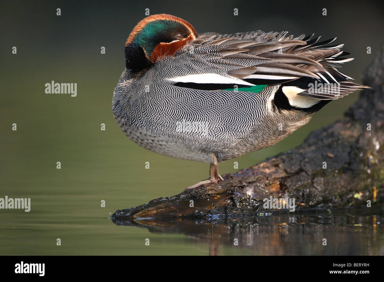 Männliche die Krickente / eurasischen Krickente (Anas Vogelarten) im Pool, Belgien Stockfoto