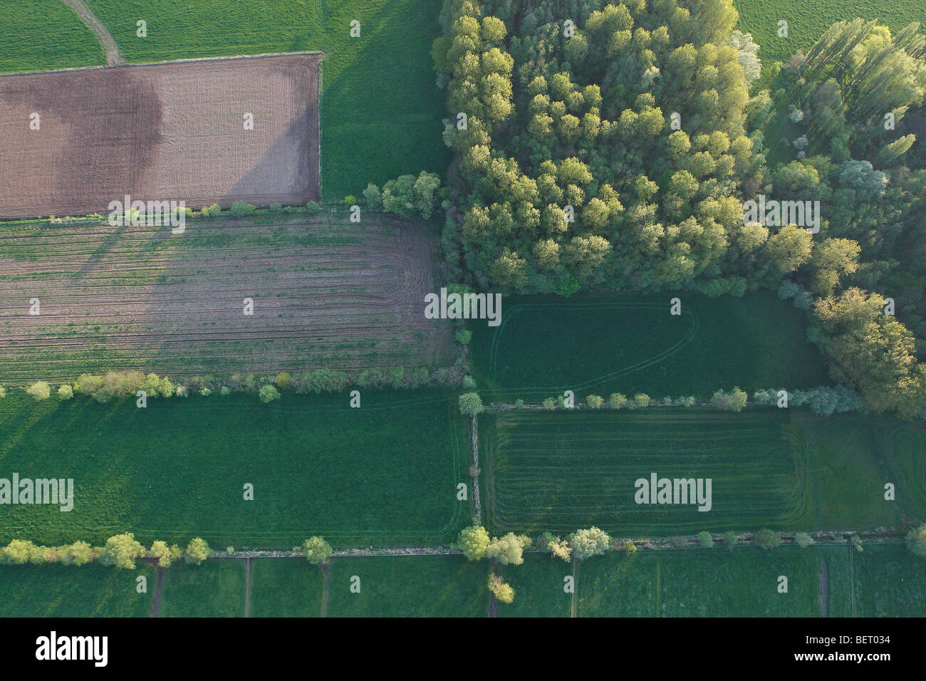 Wiesen und pappeln populus Fotos und Bildmaterial in hoher Auflösung Alamy