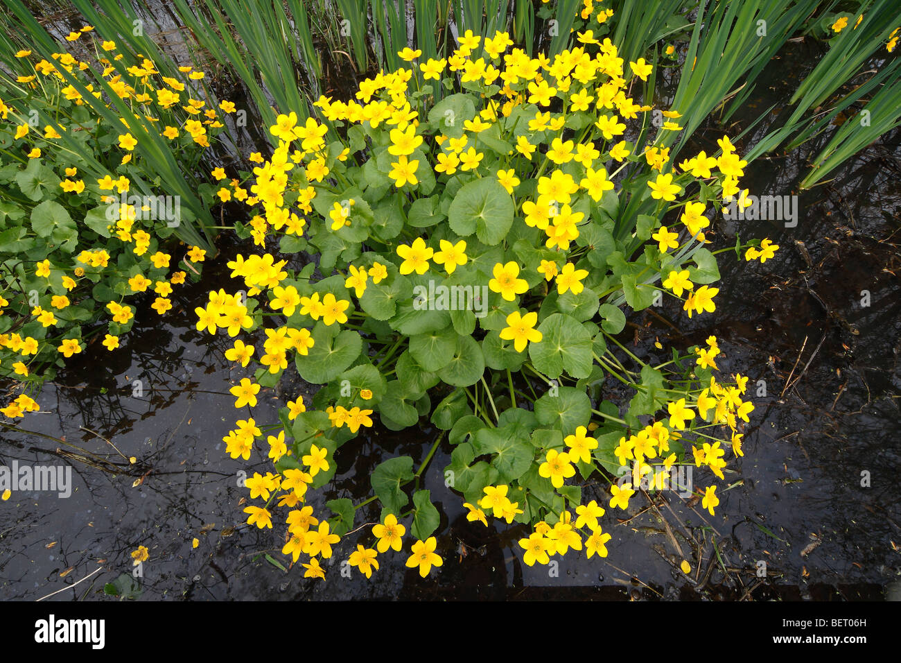 Blühende Marsh Marigold / Sumpfdotterblumen blühen (Caltha Palustris) im Bach Wald Stockfoto