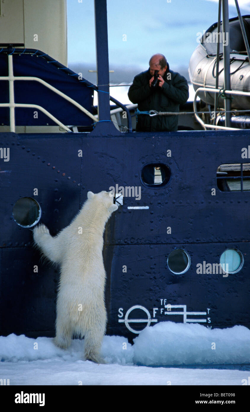 Öko-Touristen fotografieren neugierig Eisbär (Ursus Maritimus / Thalarctos Maritimus) vom Schiff, Svalbard / Spitzbergen, Norwegen Stockfoto