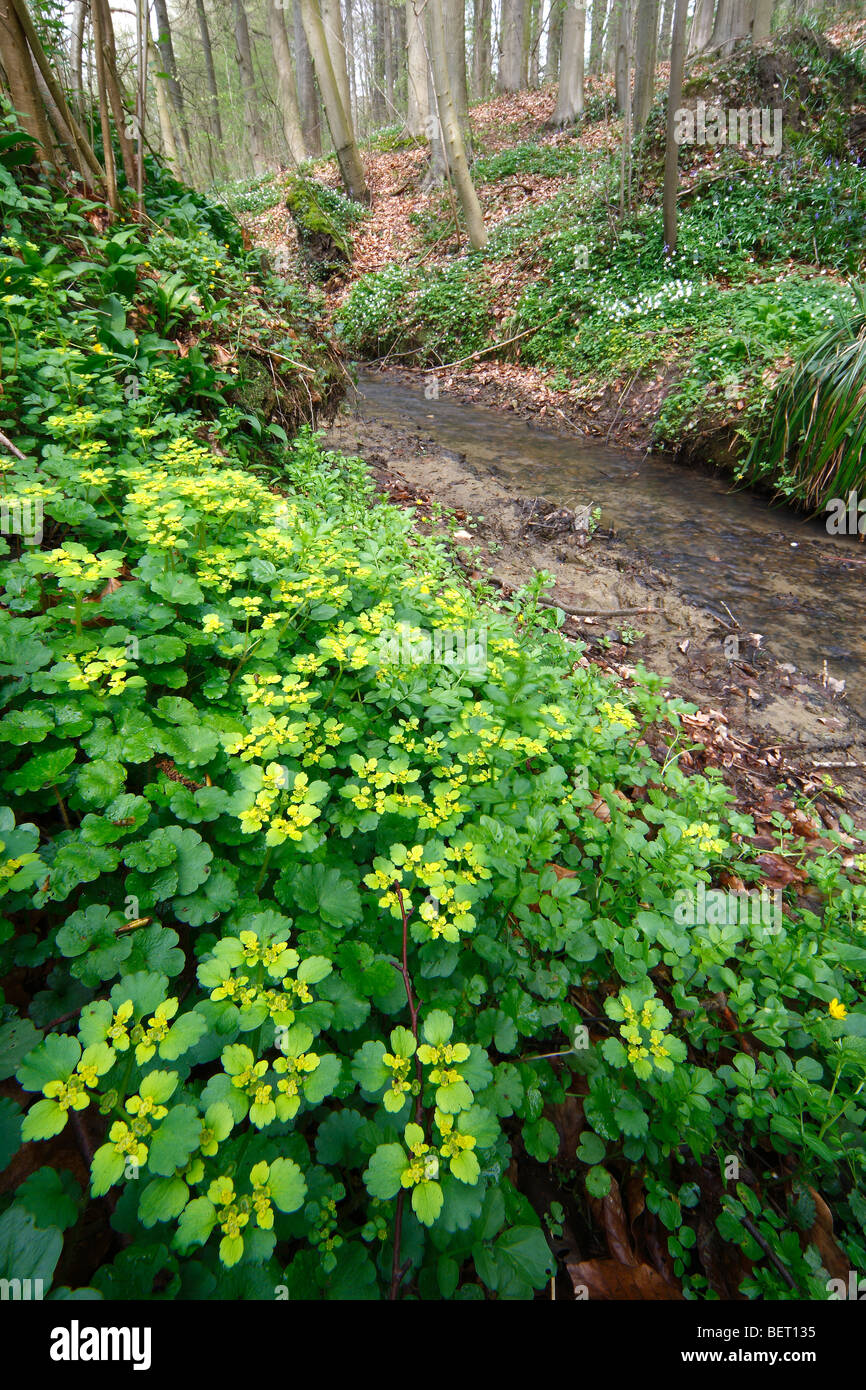 Stellvertreter-leaved golden Steinbrech (Chrysosplenium Alternifolium), Belgien Stockfoto