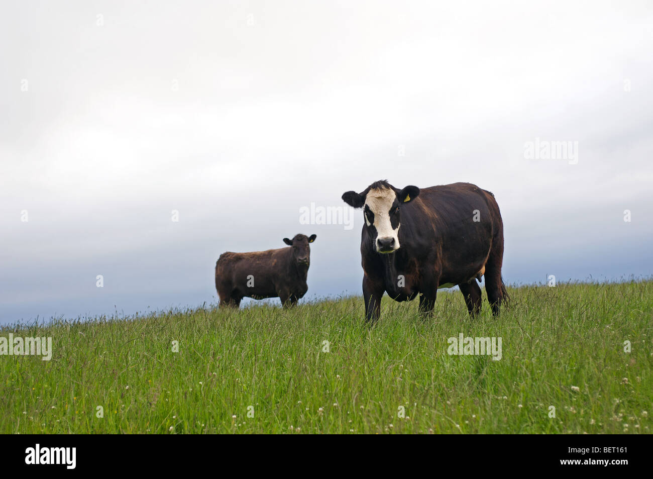 Tägliche Kühe, Torness, East Lothian, Schottland, UK. Stockfoto
