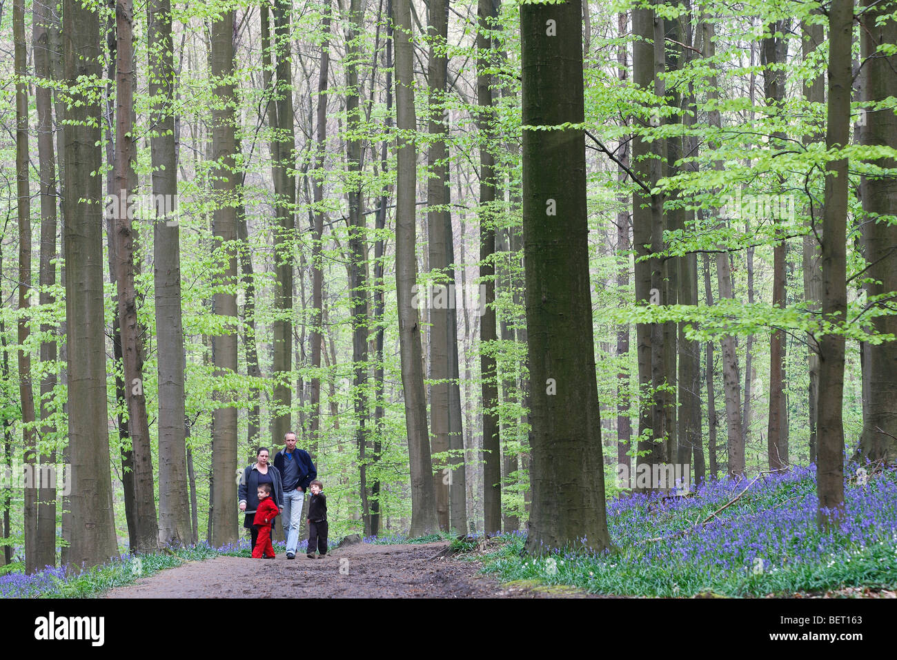 Wanderer unter den Glockenblumen (Endymion Nonscriptus) in Buchenwald, Hallerbos, Belgien Stockfoto