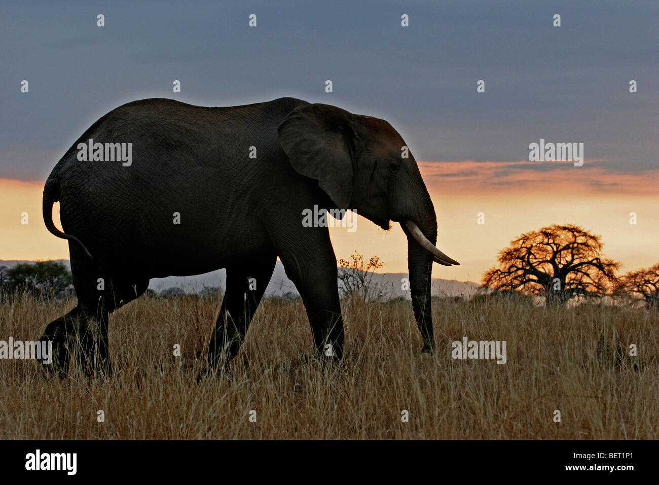 Afrikanischer Elefant (Loxodonta Africana) und Baobab-Baum bei Sonnenuntergang in den Tarangire Nationalpark, Tansania, Ostafrika Stockfoto