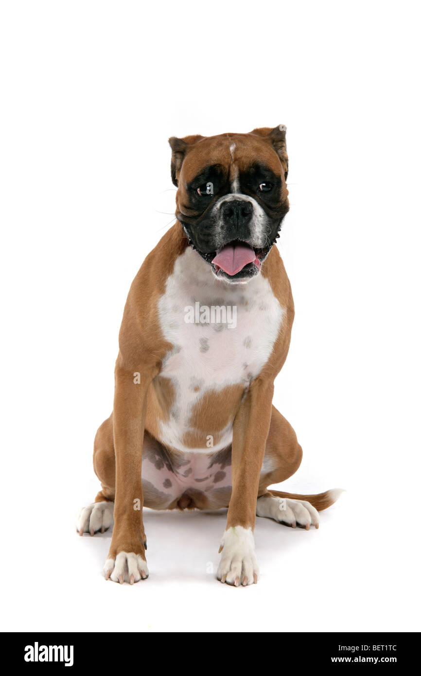 Hellbraun, Toffee farbige Boxer Hund sitzt auf einem weißen Hintergrund mit offenen Mund und Zunge herausragen. Stockfoto