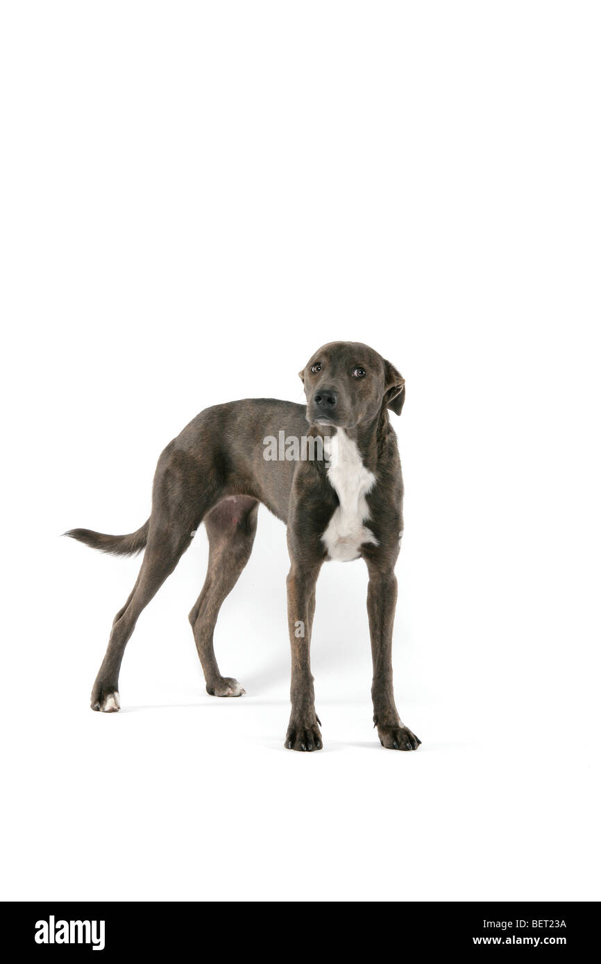 Eine traurige braune, graue Lurcher Hund stehend auf einem weißen Hintergrund. Stockfoto