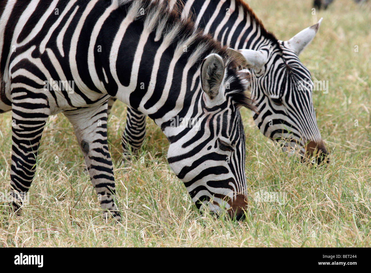 Burchell Zebras (Equus Quagga Burchellii) Weiden, Ngorongoro Krater, Tansania, Ostafrika Stockfoto