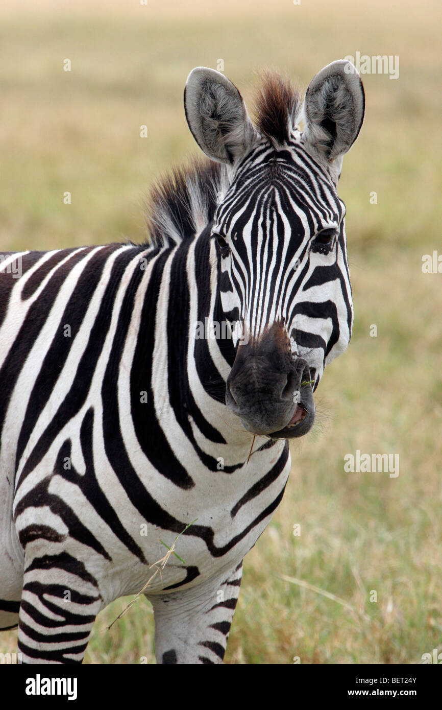 Burchell Zebra (Equus Quagga Burchellii) zu schließen, Porträt, Ngorongoro Krater, Tansania, Ostafrika Stockfoto