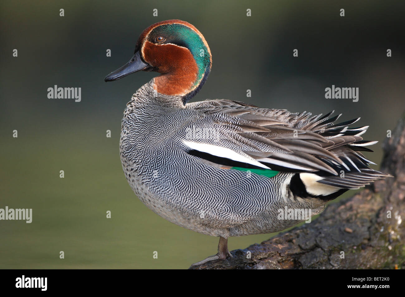 Männliche die Krickente / eurasischen Krickente (Anas Vogelarten) im Pool, Belgien Stockfoto