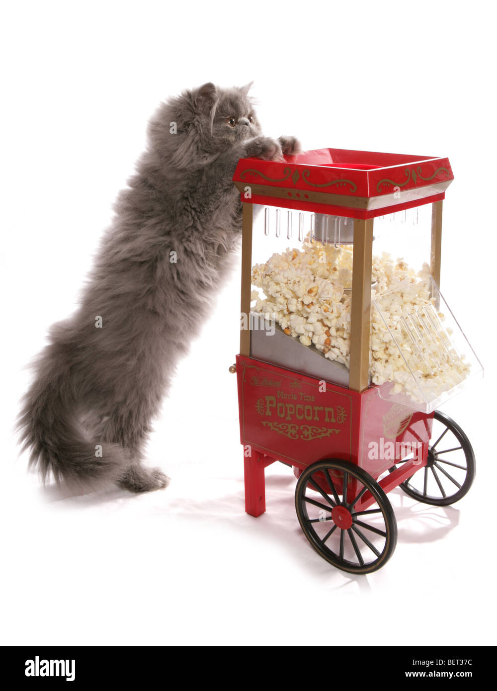 blaue Perser Kätzchen mit Popcorn Maschine Studioportrait Stockfoto