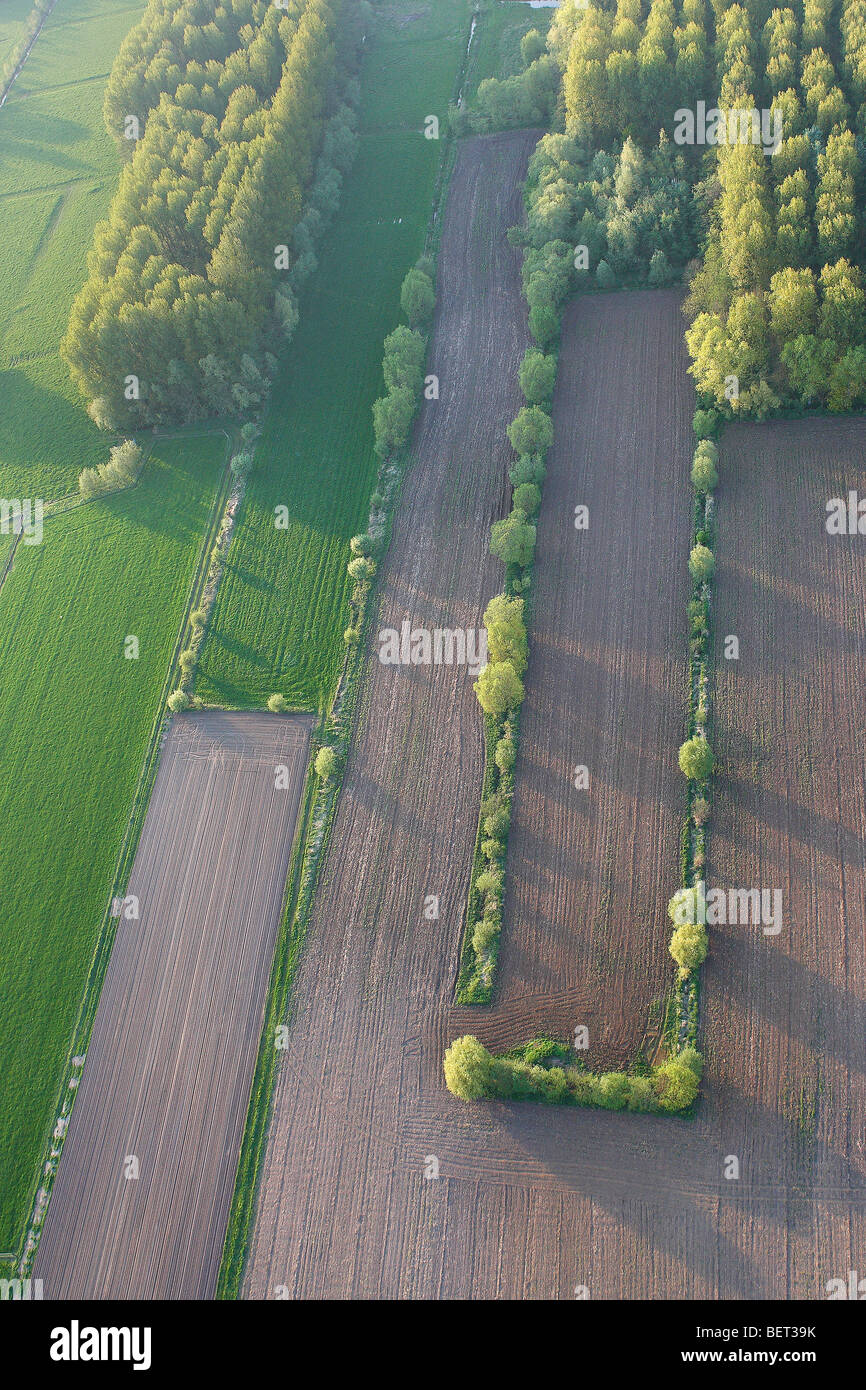 Landschaft mit Wiesen, Weiden und Pappeln (Populus SP.) aus der Luft, Belgien Stockfoto