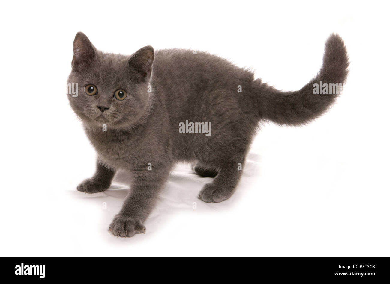 Britisch Kurzhaar blau Kätzchen Studioportrait Stockfoto