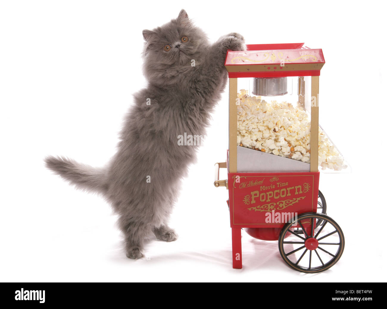 blaue Perser Kätzchen mit Popcorn Maschine Studioportrait Stockfoto