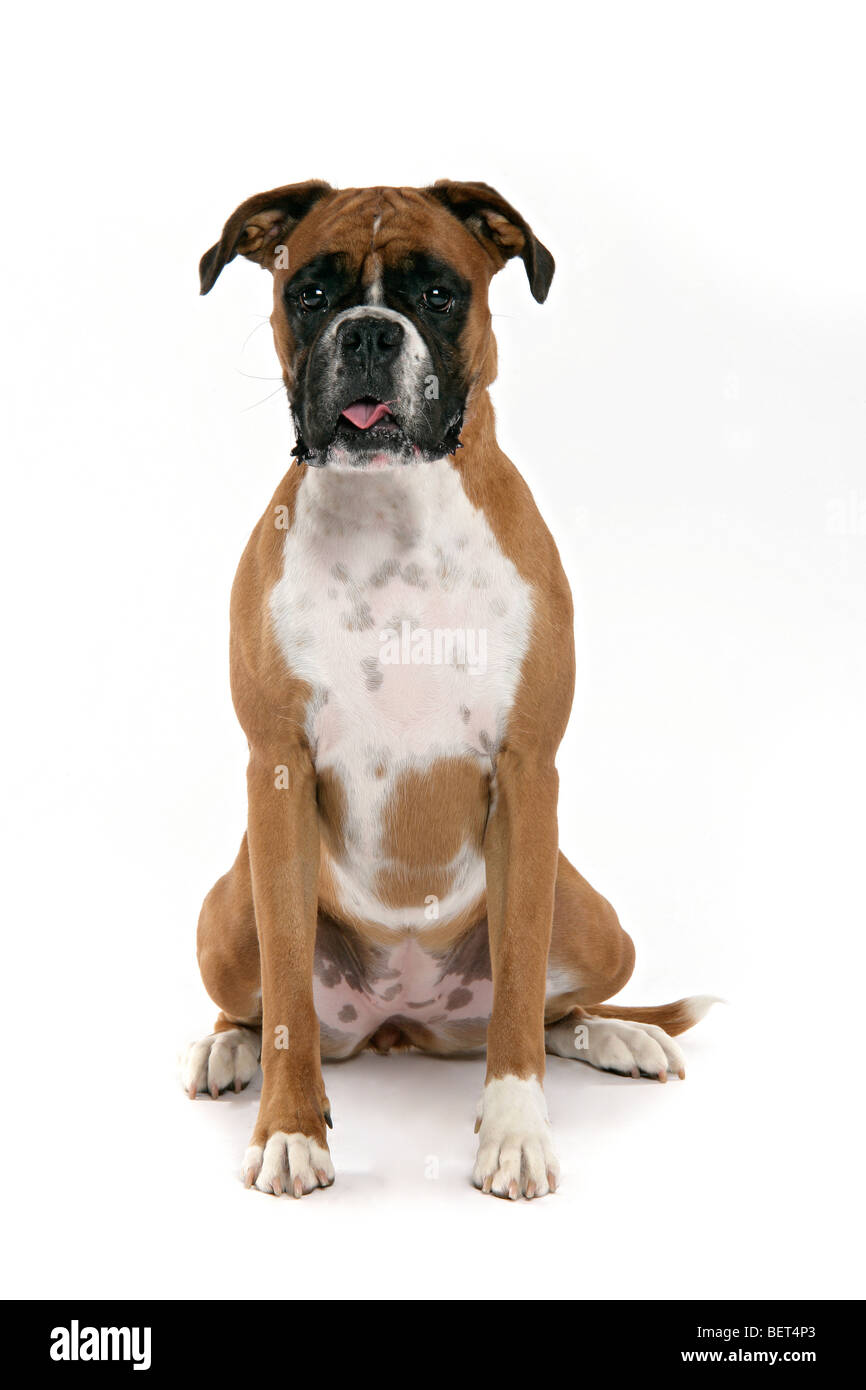 Ein leichtes Braun, Toffee farbige Boxer Hund sitzend auf einem weißen Hintergrund mit seinen Mund öffnen, Zunge ragte & Ohren auf. Stockfoto