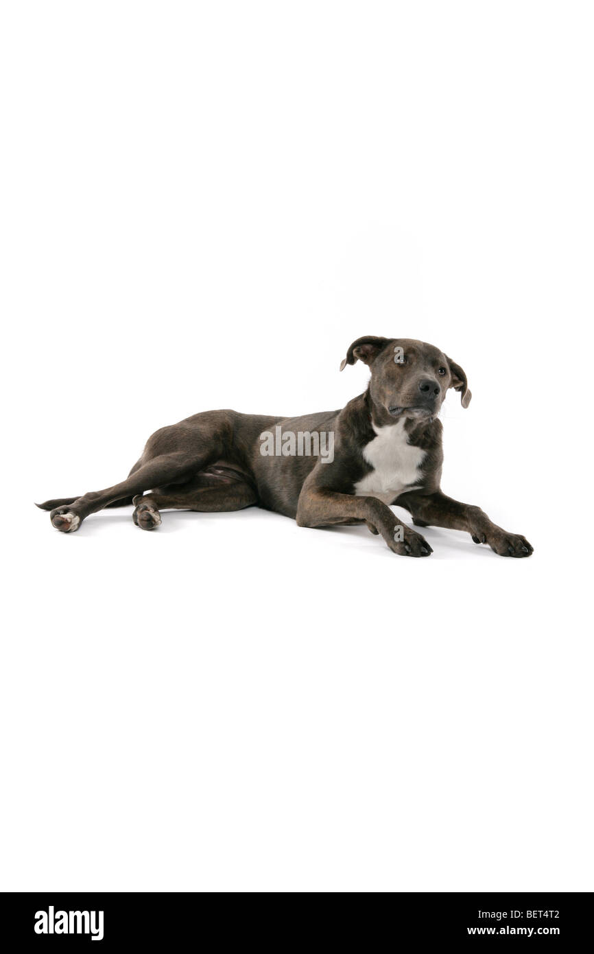 Eine traurige braune, graue Lurcher Hund liegend auf einem weißen Hintergrund mit seinen Ohren spitzte die Ohren. Stockfoto