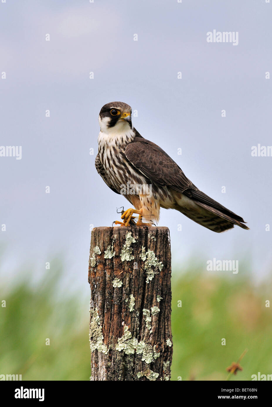 Eurasian Hobby Falco Subbuteo thront auf einem Pfosten mit Beute Stockfoto