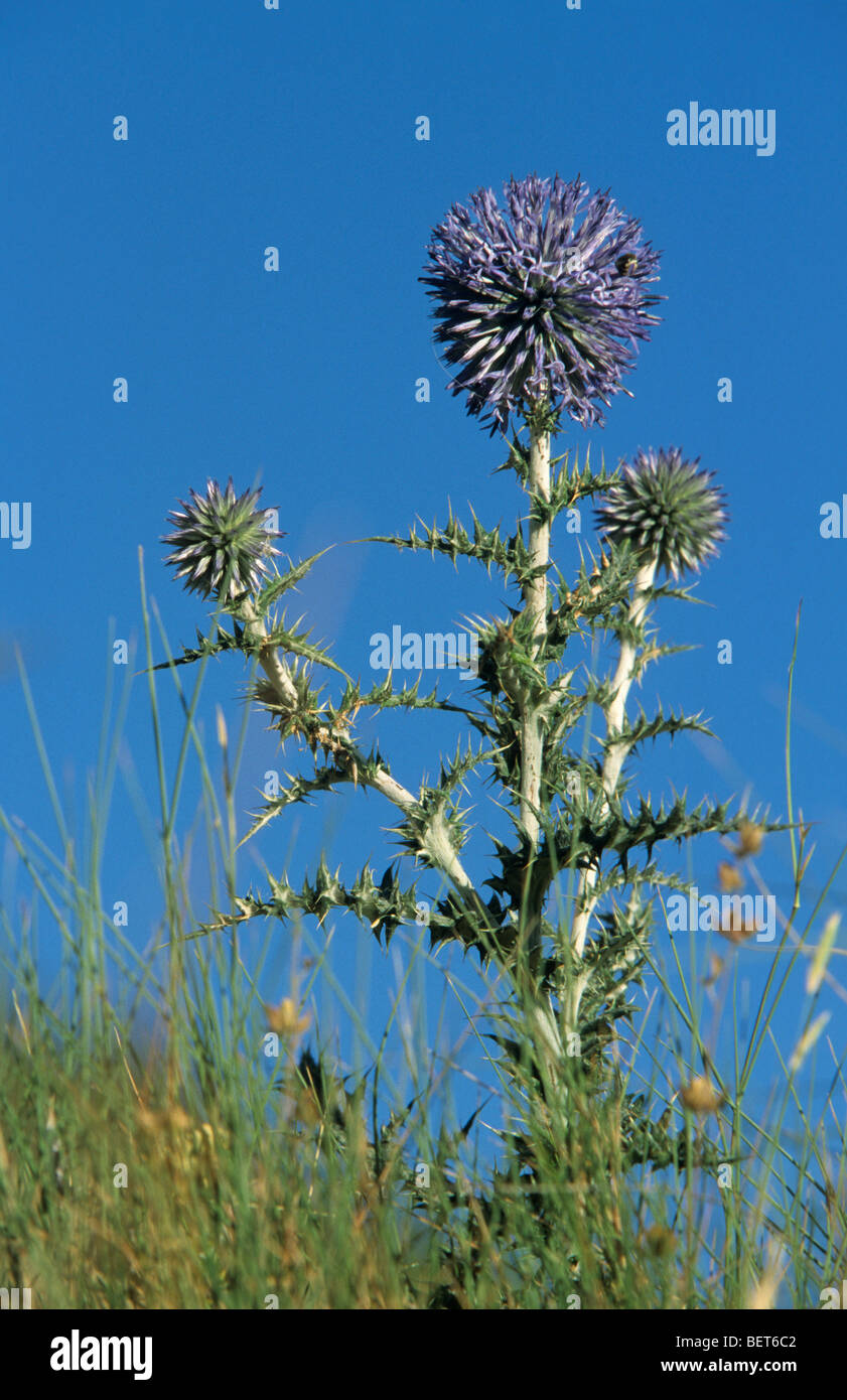 Taplow blue / Blue Globe (Echinops Bannaticus) in Blüte Stockfoto