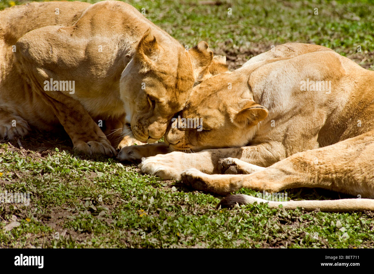 Zwei weibliche Löwen reiben Köpfe und Nasen in ein Zeichen der Zuneigung. Stockfoto