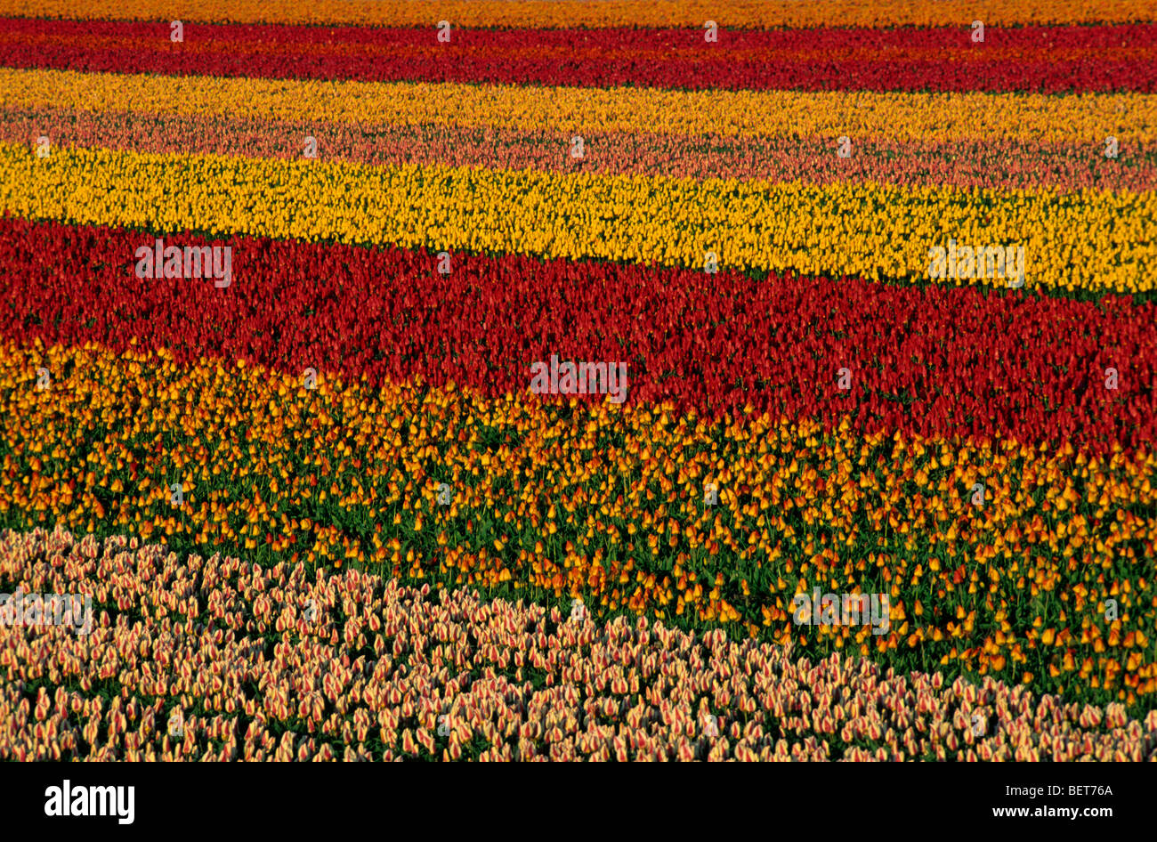 Feld mit Reihen von kultivierten Bunte Tulpen (Tulipa SP.) in Holland, die Niederlande Stockfoto