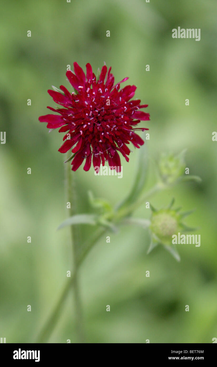 Mazedonisch Witwe Blume, Knautia Macedonica, Dipsacaceae, South Eastern Europe Stockfoto