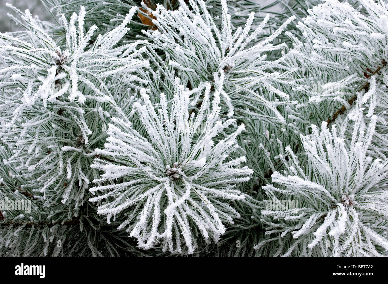 Immergrüne Nadeln der Europäischen Schwarzkiefer (Pinus Nigra) bedeckt in Raureif, Europa Stockfoto