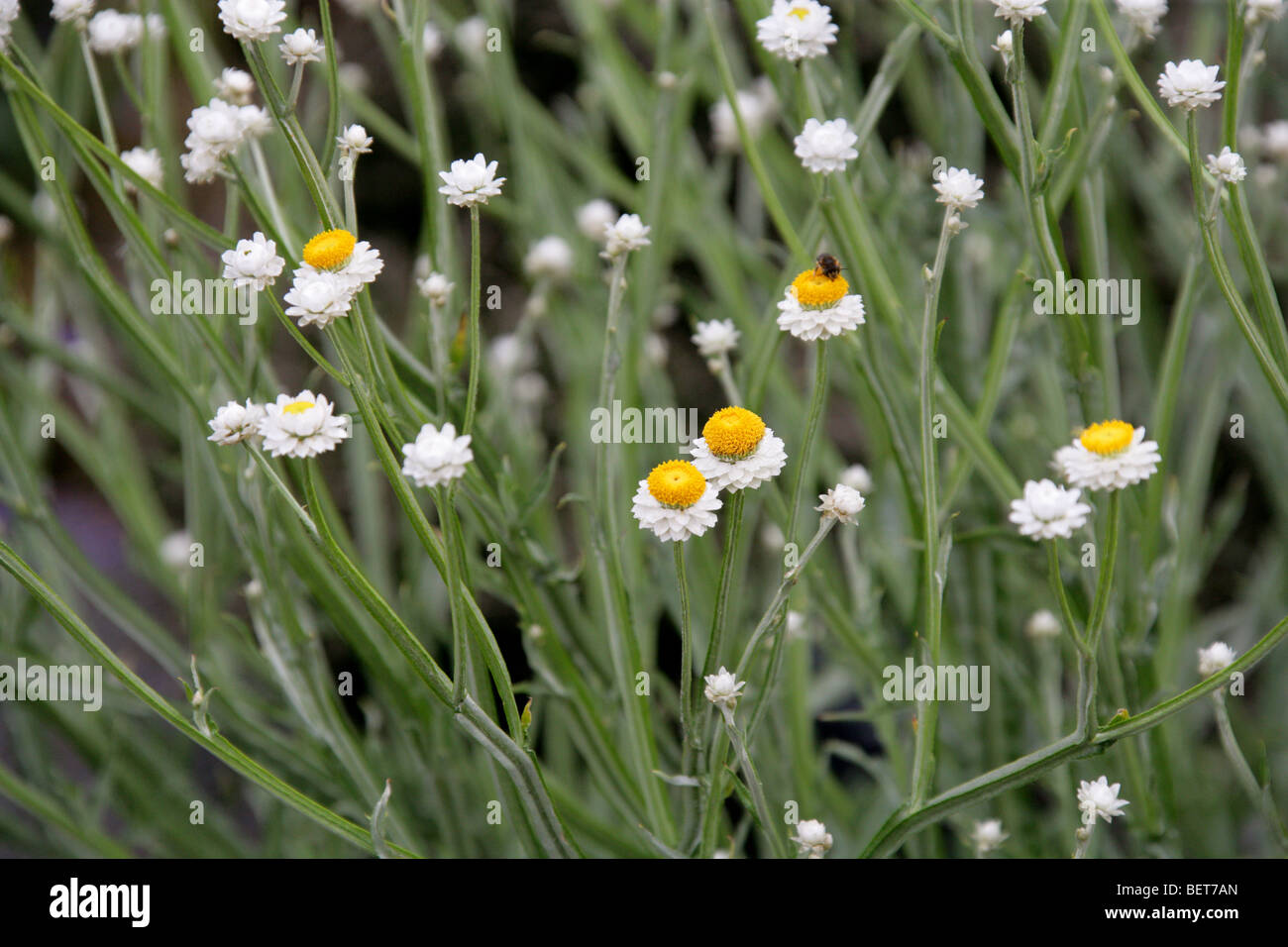 Geflügelte ewig, Ammobium Alatum, Asteraceae, Ost-Australien Stockfoto