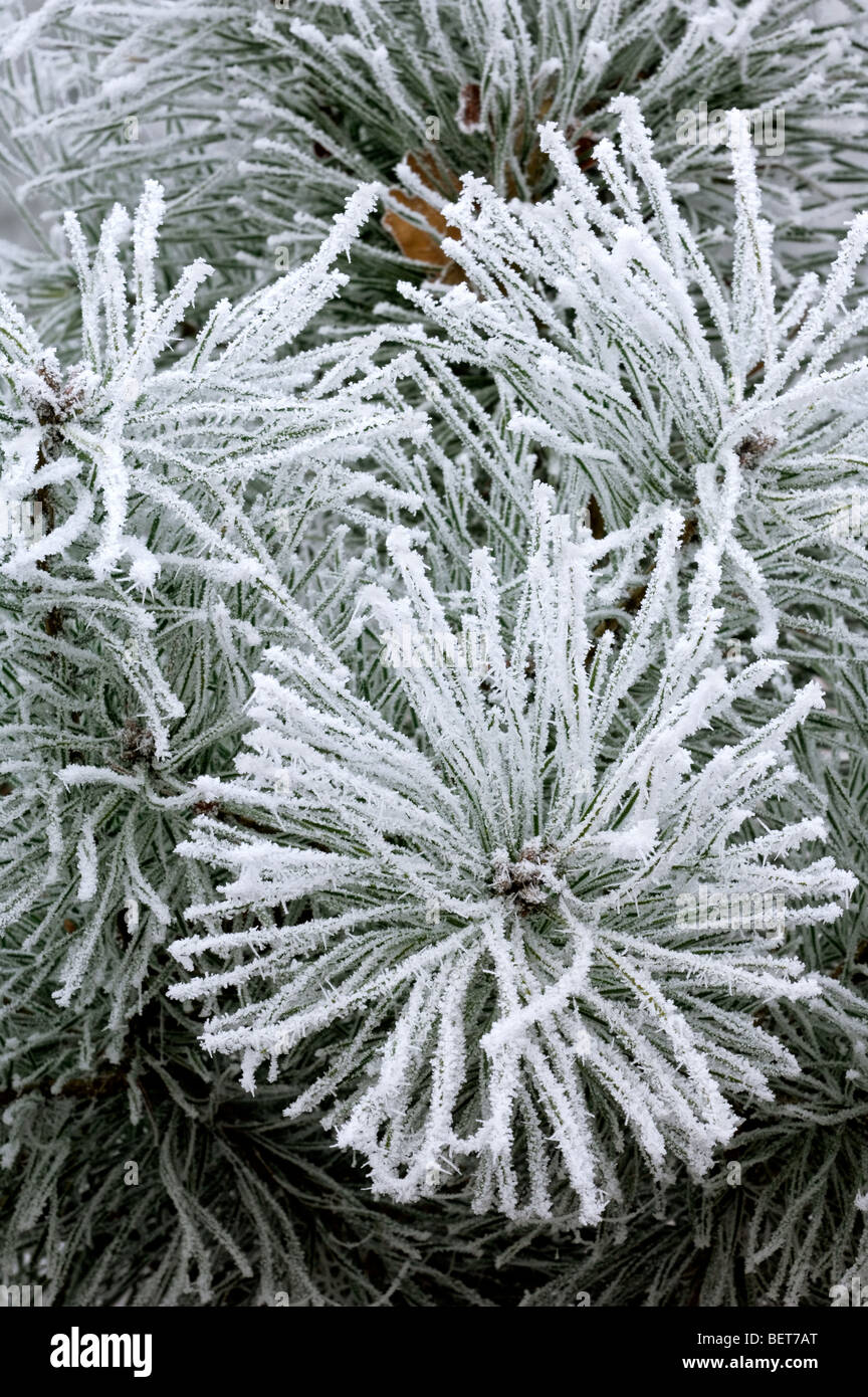 Immergrüne Nadeln der Europäischen Schwarzkiefer (Pinus Nigra) bedeckt in Raureif, Europa Stockfoto