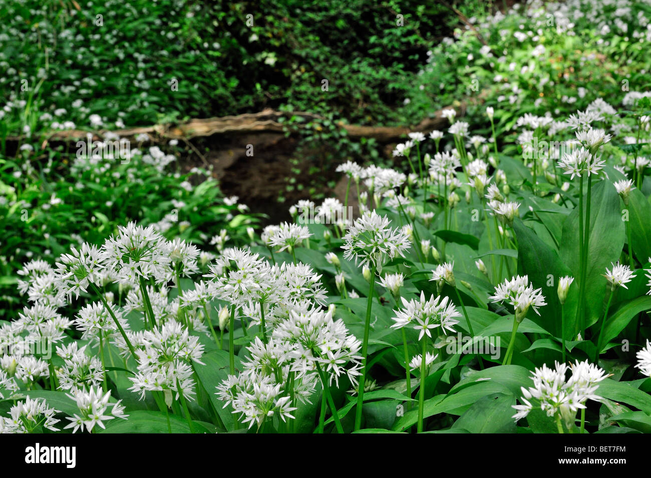 Bärlauch / Bärlauch (Allium Ursinum) Bach im Wald Frühling Blüte Stockfoto