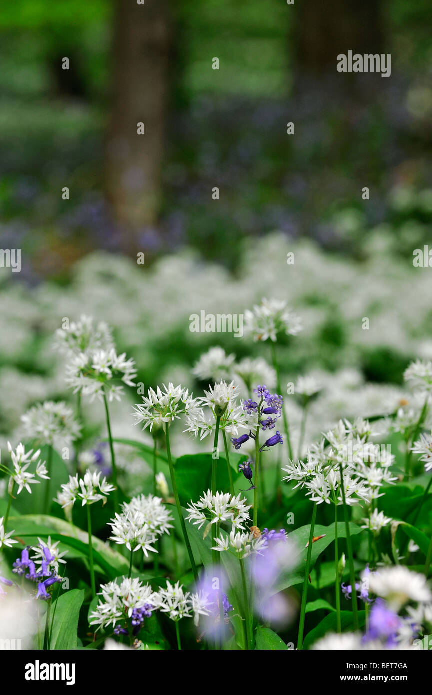Bärlauch / Bärlauch (Allium Ursinum) und Glockenblumen Blüte Bach im Frühjahr mit Rotbuchen Wald Stockfoto