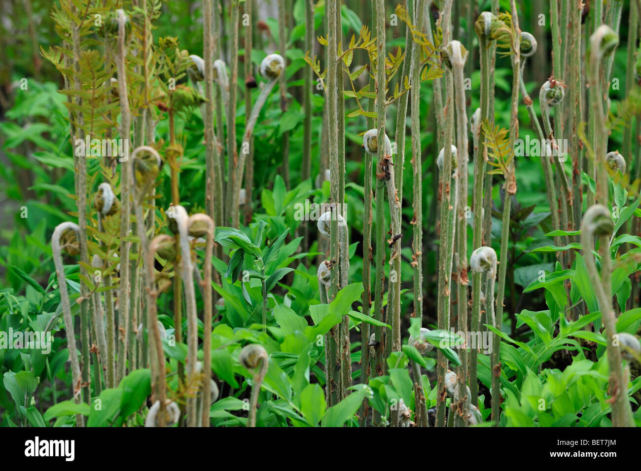 Königsfarn (Osmunda Regalis) Wedel unfurling, Belgien Stockfoto