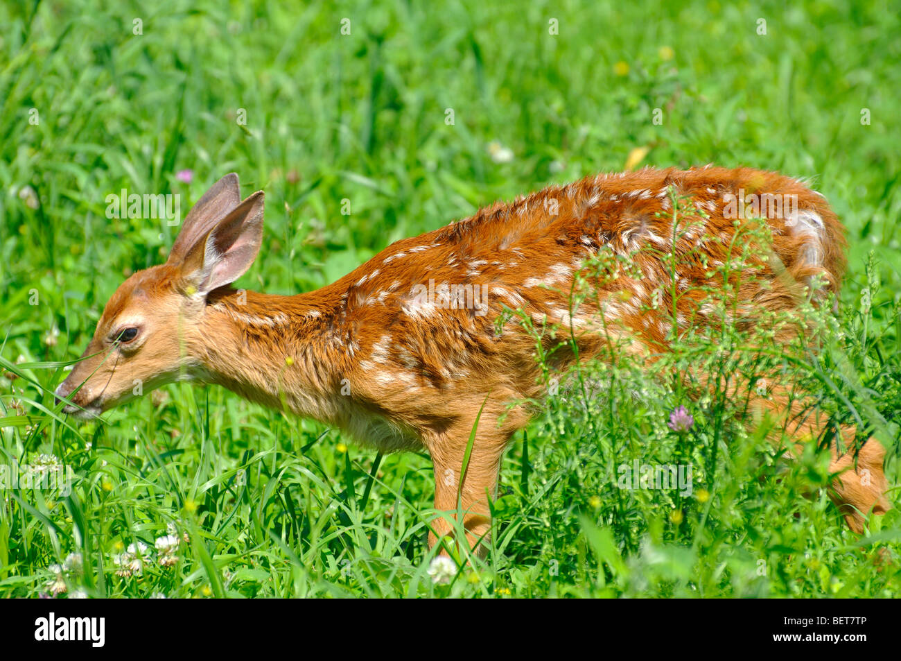 Rehkitz Stockfoto