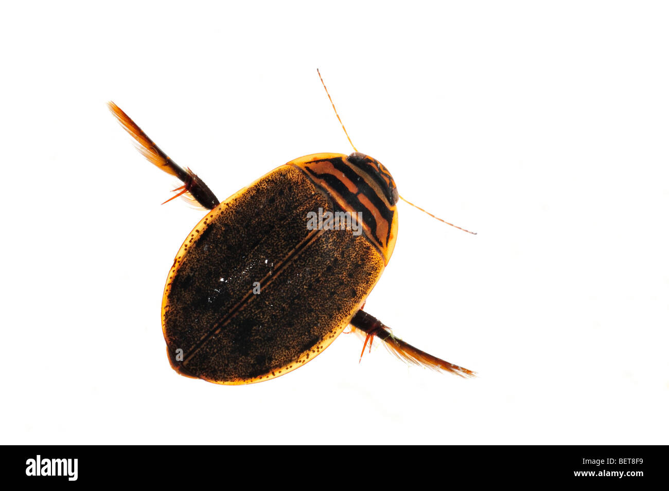 Geringerem Tauchen Käfer / gerillt Tauchen Käfer (Acilius Sulcatus) auf weißem Hintergrund Stockfoto