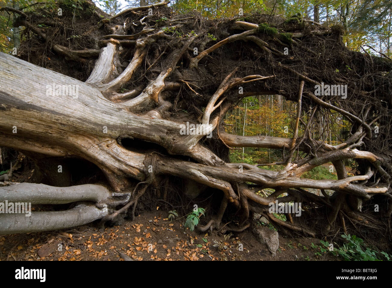 Gefallenen Buche (Fagus Sylvatica) Freilegen der Wurzeln im herbstlichen Wald, Deutschland. Stockfoto