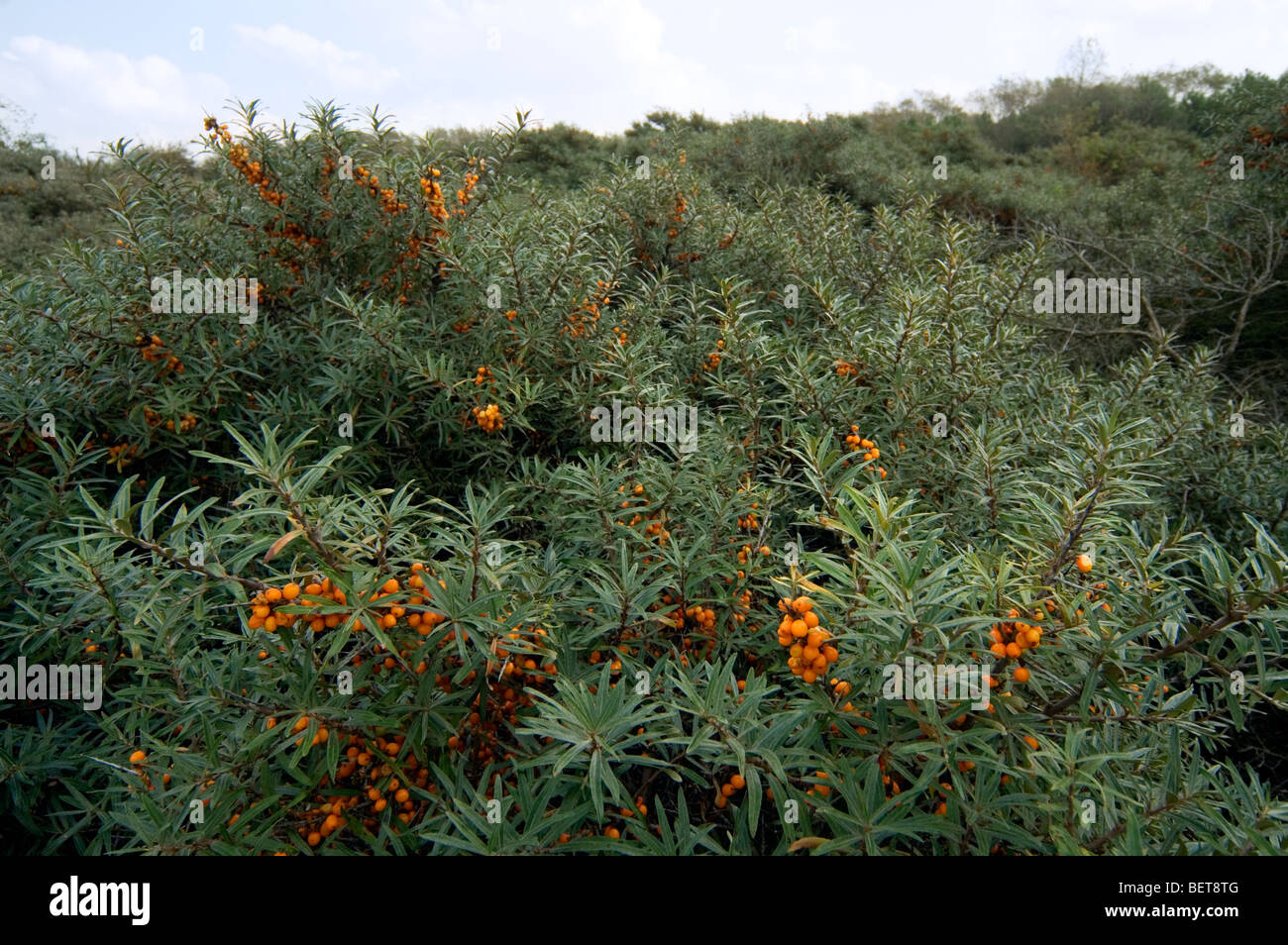 Common-Sanddorn (Hippophae Rhamnoides) Zweig mit reifen Beeren im Sommer Stockfoto