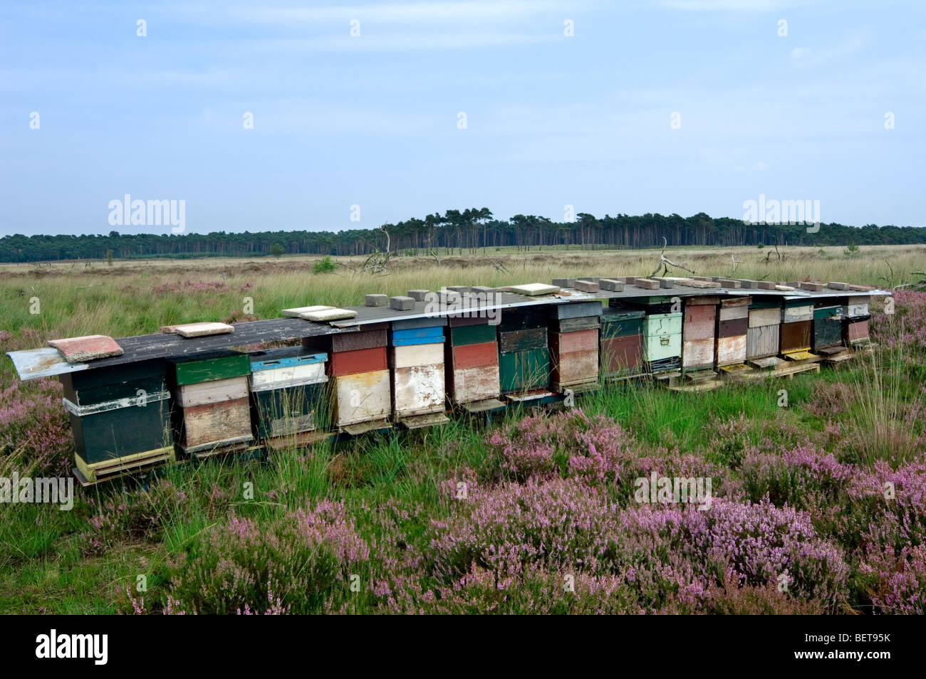 Bienenstöcke im Heideland, Kalmthouter Heide, Belgien Stockfoto