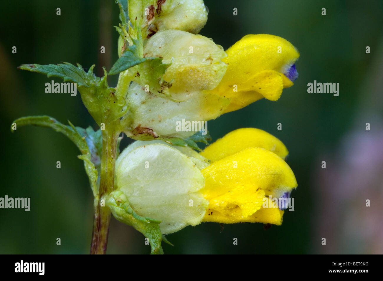 Nahaufnahme der größere gelb-Rassel (Rhinanthus Angustifolius), Belgien Stockfoto