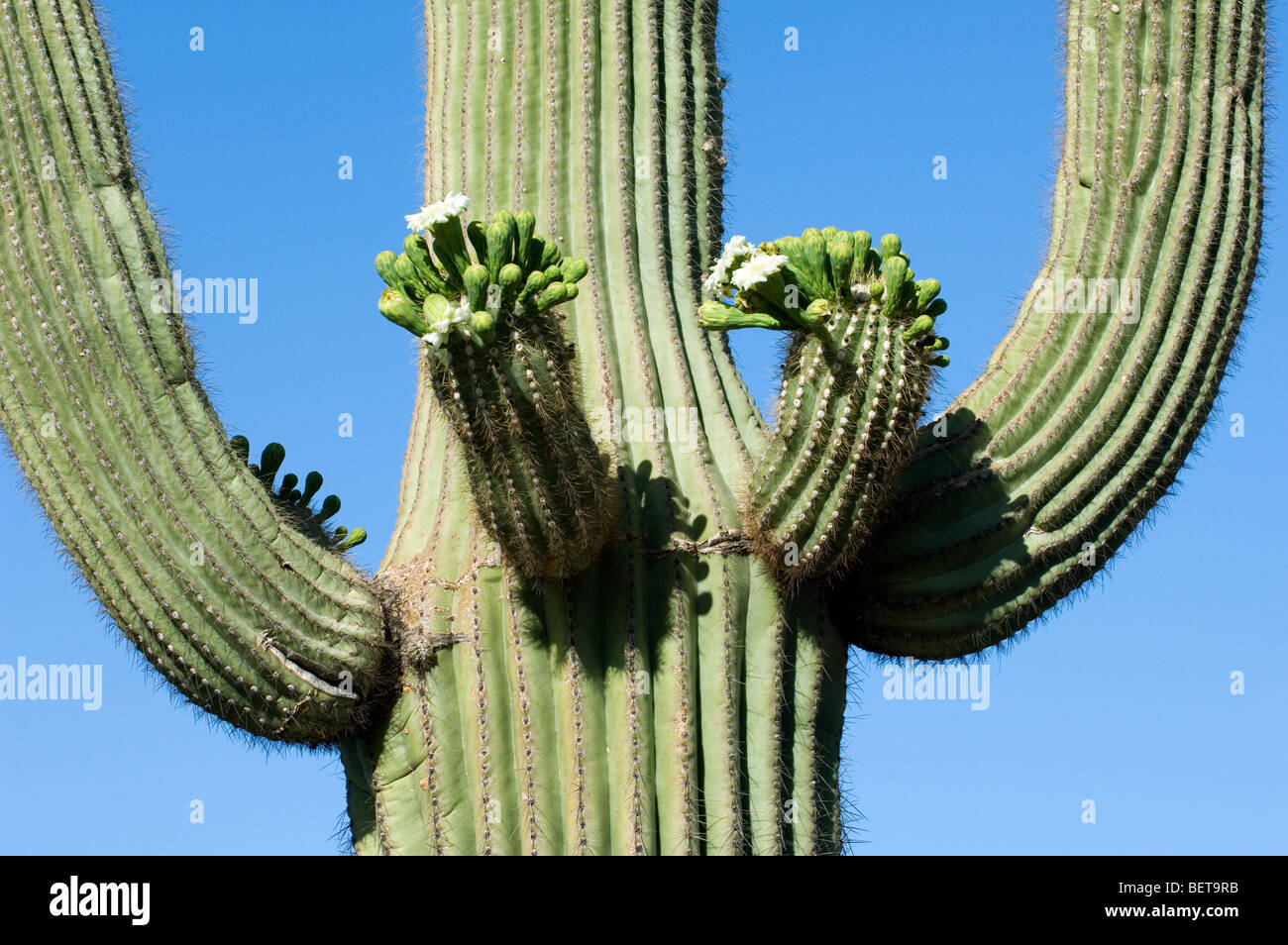 Saguaro Kaktus (Carnegiea Gigantea) Knospen und Blüten in der Sonora-Wüste, Organ Pipe Cactus National Monument, Arizona, USA Stockfoto