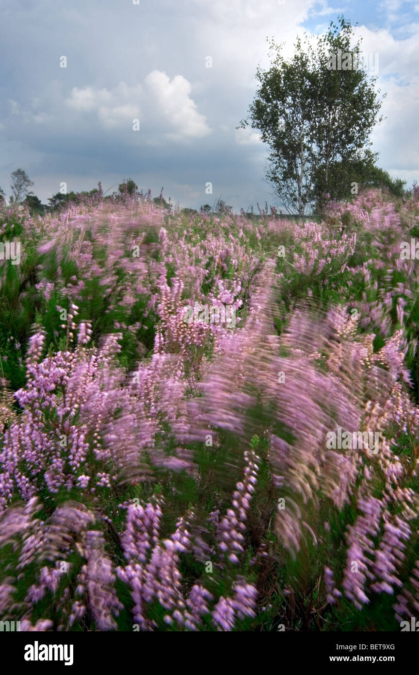 Heidekraut Calluna Vulgaris Bluht In Heide Im Sommer Im