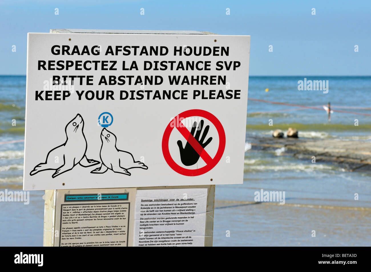 Warnzeichen für juvenile gemeinsame / Hafen Seehunde (Phoca Vitulina) am Strand, Koksijde, Belgien Stockfoto