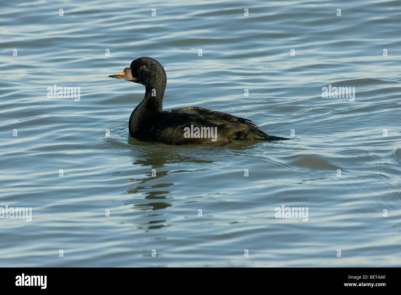 Schwarzen Scoter / Common Scoter (Melanitta Nigra) männlichen auf See, Belgien Stockfoto