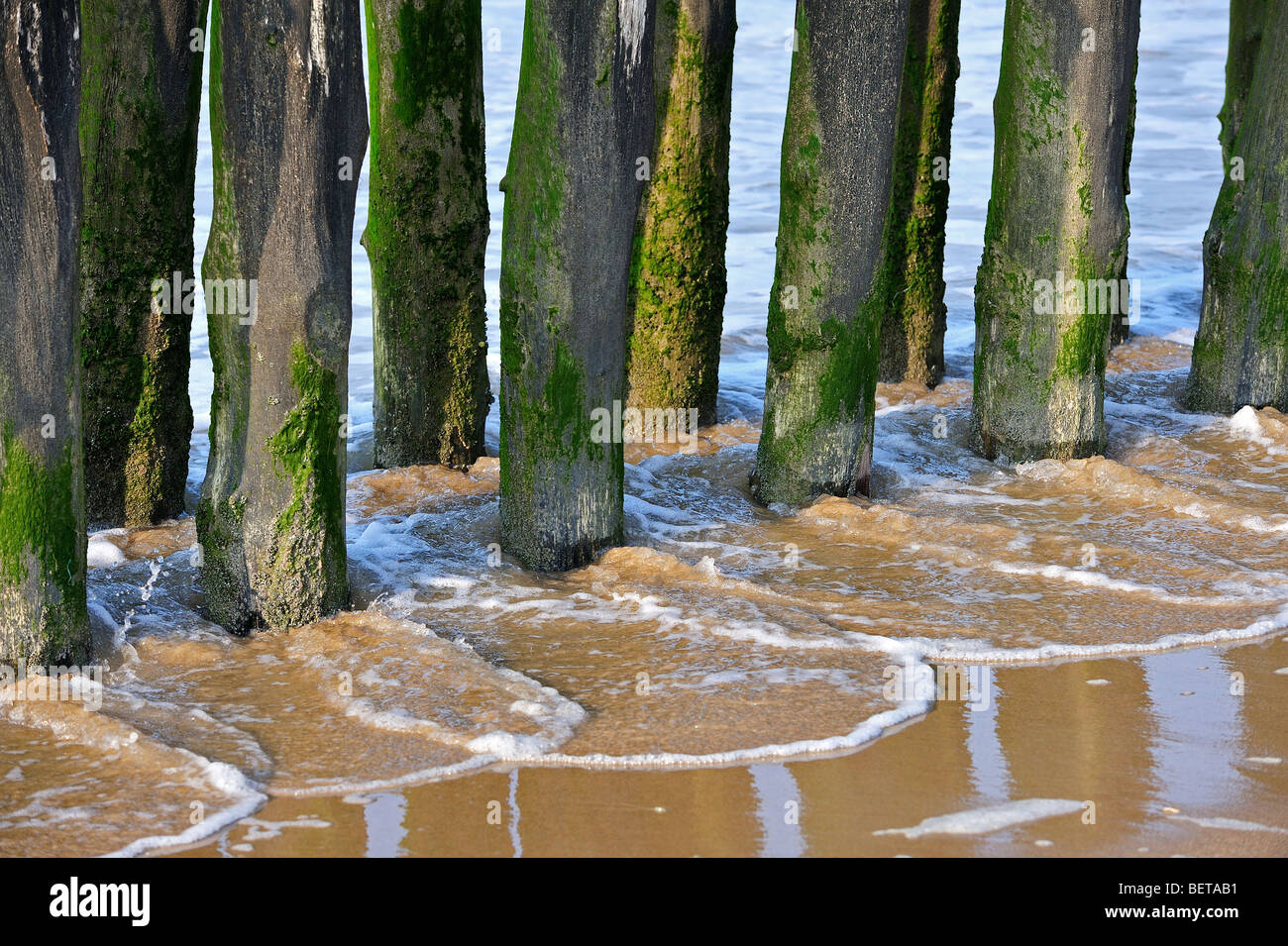 Wellen brechen durch Wellenbrecher / Buhne aus Holzstangen am Strand entlang der Nordseeküste Stockfoto