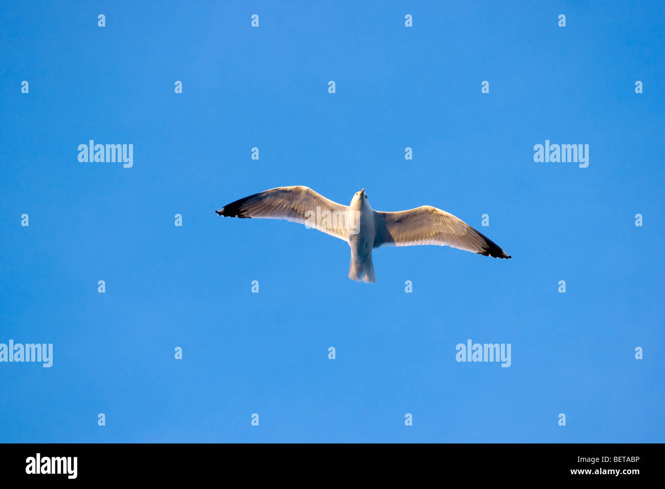 Fliegende Möwe Stockfoto