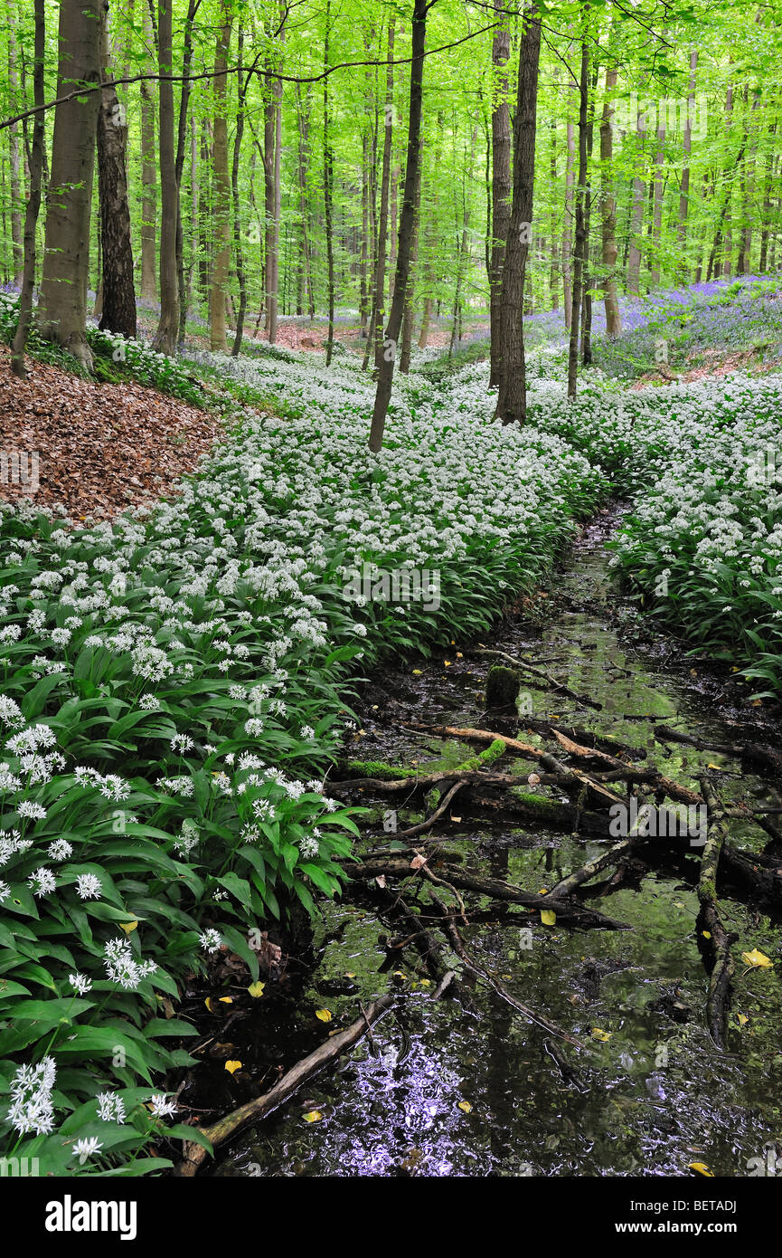 Bärlauch / Bärlauch (Allium Ursinum) und Glockenblumen blühen entlang Wald Bach in Buche Laubwald Stockfoto