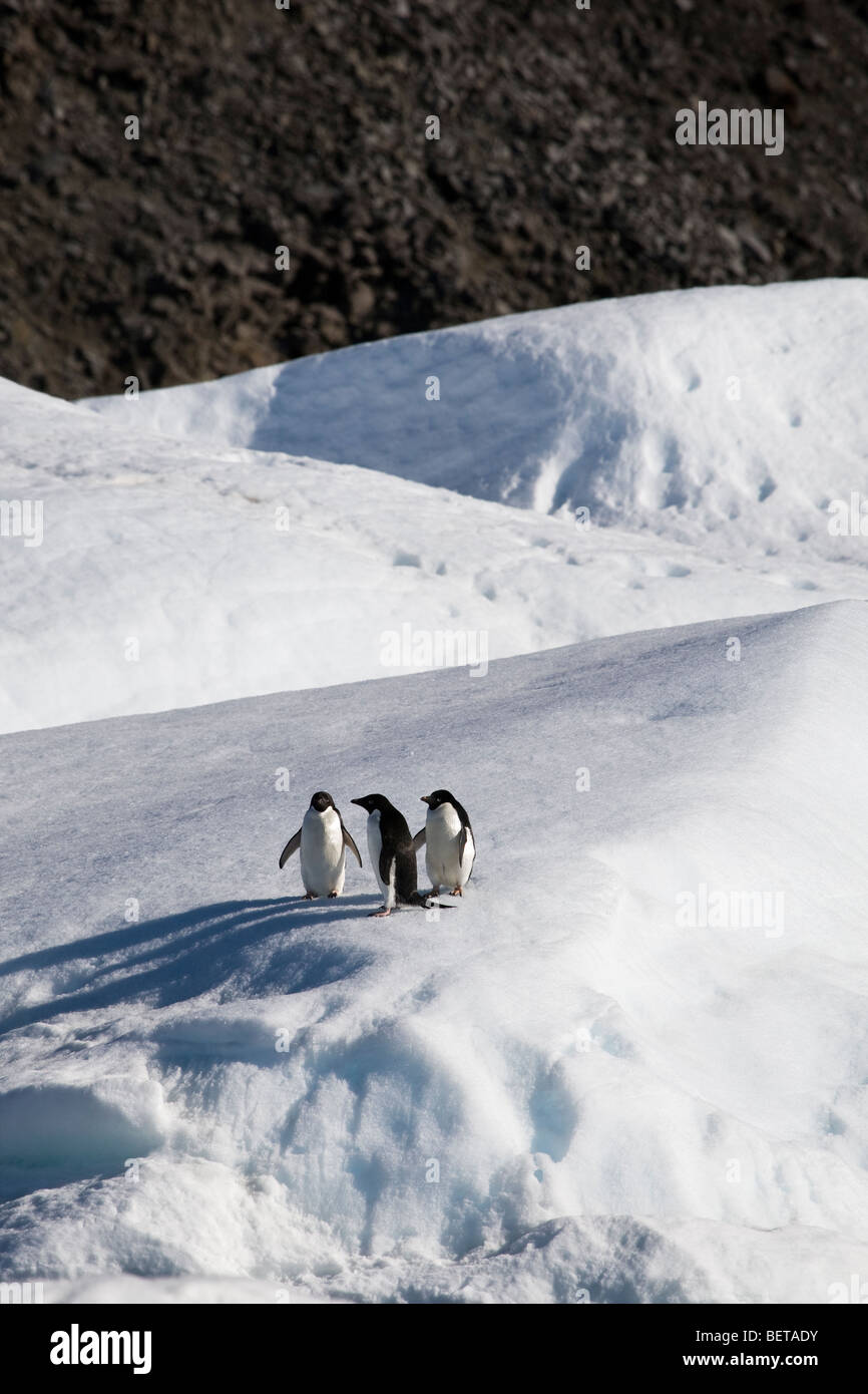 3 Adelie-Pinguine stehen zusammen auf große Schnee bedeckt Eisberg, Paulette Island, Antarktis Stockfoto